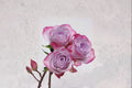 Glamorous+ Rose Live Plant – Own Root Repeat Cut Rose