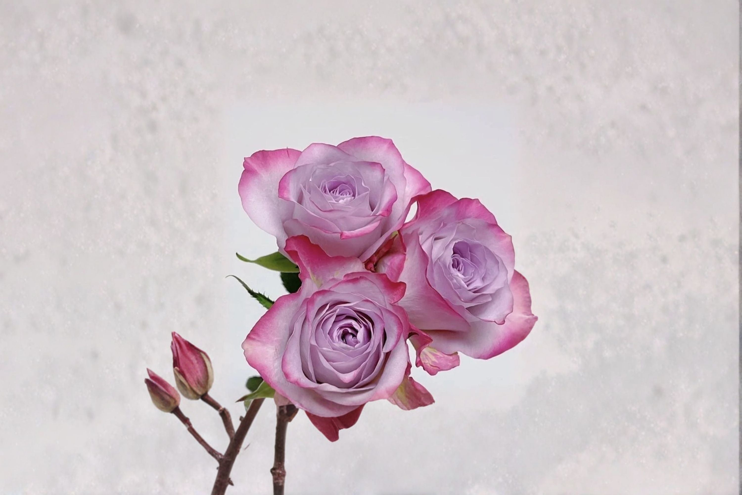 Glamorous+ Rose Live Plant – Own Root Repeat Cut Rose