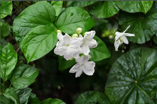 Jasmine Sambac Live Plant – 12 Inch Tall in Pot – Jasminum sambac