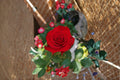 Red Bride Rose Own Root Live Plant – Velvet Red Cut Rose