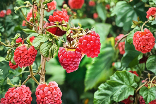 Red Raspberry Live Plant – 5" Tall – Sweet Berry Bush – Rubus idaeus