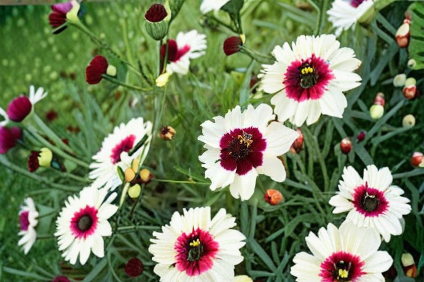 Ice Wine Coreopsis Live Starter Plant – Satin & Lace™ Series – Coreopsis 'Ice Wine'