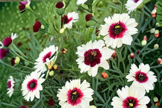 Ice Wine Coreopsis Live Starter Plant – Satin & Lace™ Series – Coreopsis 'Ice Wine'