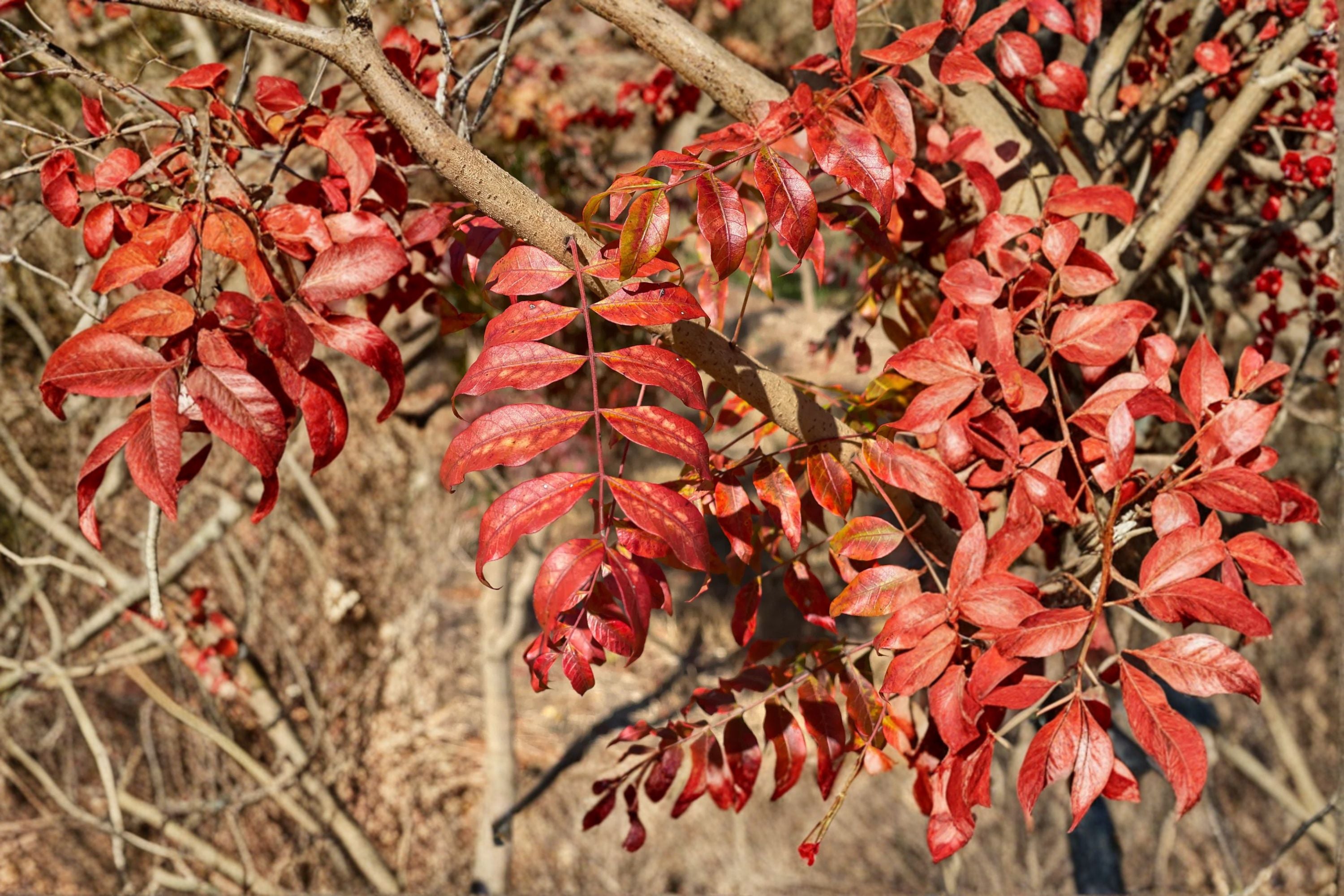 Chinese Pistache 1 Plant – Pistacia chinensis