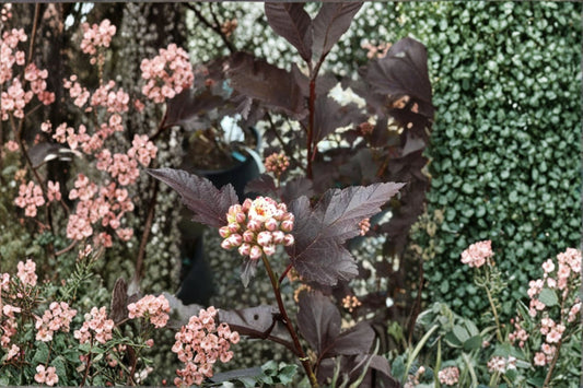 Crimson Diablo Ninebark Live Plant | Physocarpus opulifolius | Dark Purple Foliage Shrub | Tree Forming Garden Plant | 2.5 Inch Pot