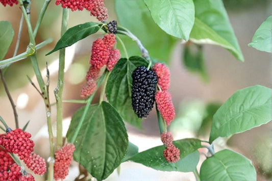 Illinois Everbearing Mulberry 2 Live Plants – 4–8" Tall – No Pot – Morus