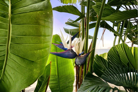 White Bird of Paradise Live Starter Plant – Strelitzia nicolai