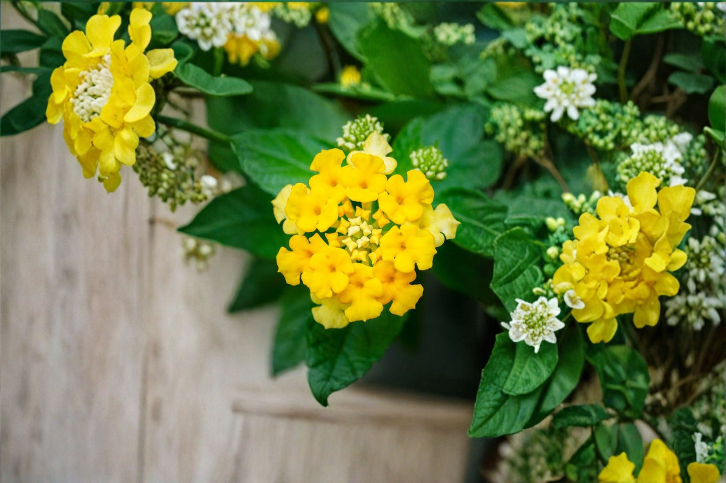 2 Lola Lantana Live Plants – 4–6" Tall – Rooted Starter Plants – Lantana camara
