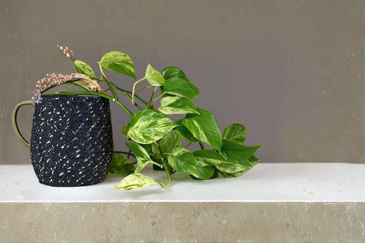 Pothos Vine Live Plant | 6 Inch Pot | Trailing Houseplant | Indoor Tropical Plant | Easy Care Foliage Plant | Organic Grown