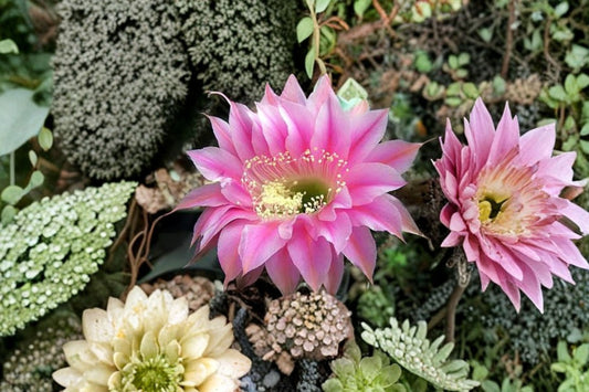 Hedgehog Cactus Stars and Stripes 1 Plant – Echinopsis spp.