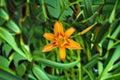 Orange Yellow Daylily Live Plant – Two Tone Hemerocallis