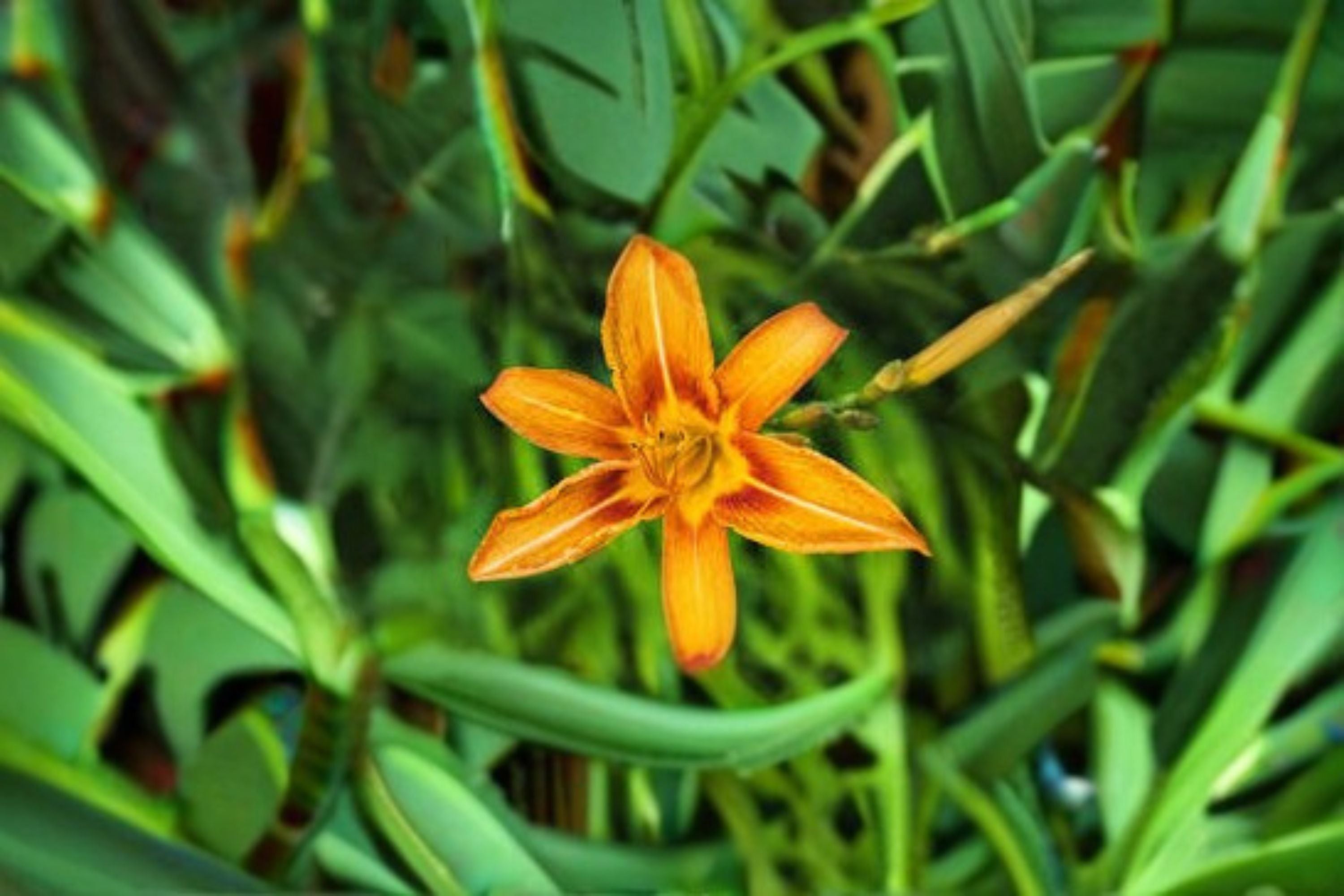 Orange Yellow Daylily Live Plant – Two Tone Hemerocallis