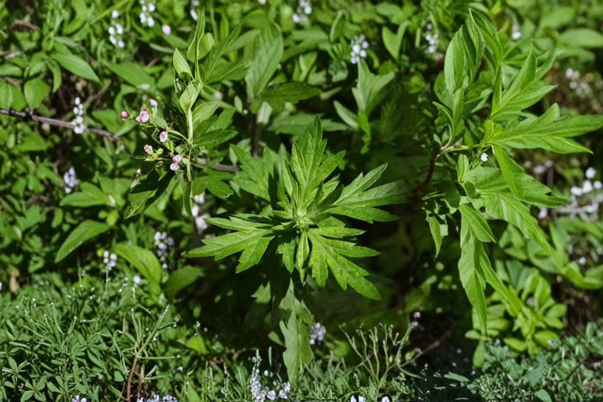 3 Mugwort Live Plants | Artemisia vulgaris | Rooted Herbal Garden Plants | Organic Mugwort Starter Plants | Fresh Herb Plant