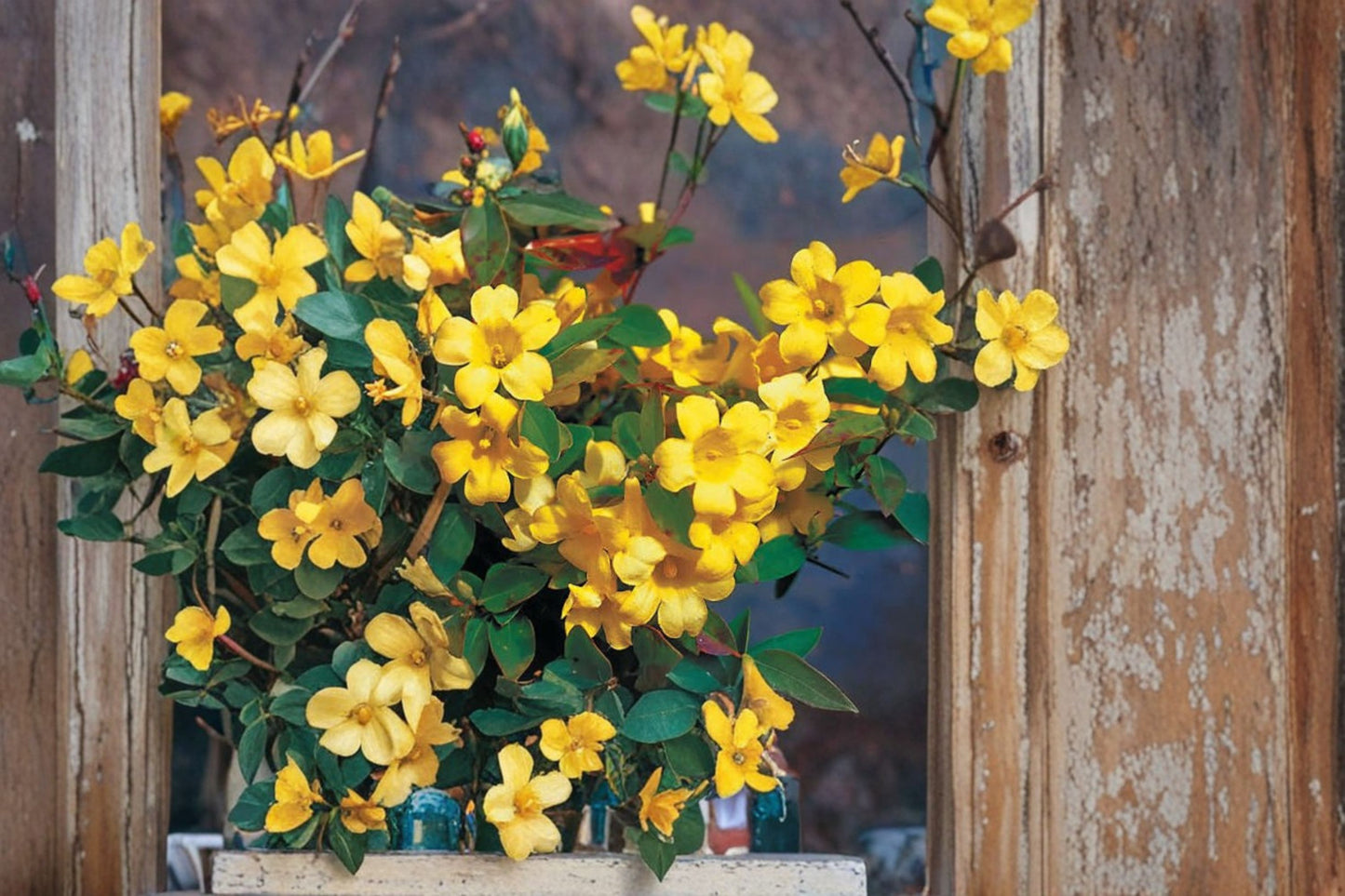 Carolina Jasmine Live Plant – Native Flowering Vine – Fragrant Yellow Blooms – Gelsemium sempervirens