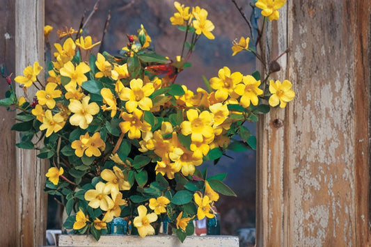 Carolina Jasmine Live Plant – Native Flowering Vine – Fragrant Yellow Blooms – Gelsemium sempervirens