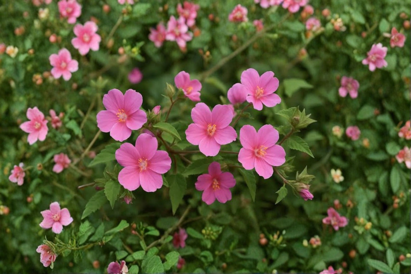 Pavonia Rock Rose Live Plant – 1 Gallon Pot – Fully Rooted – Pavonia lasiopetala
