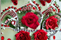 La Rose Monsieur Shrub Rose Live Plant – Deep Red Satin Petal Rose