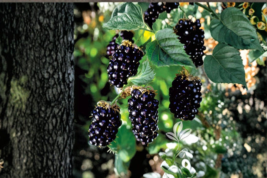 Ponca Thornless Blackberry 1 Live Rooted Starter Plant – Rubus