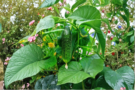 2 Live Marketmore Cucumber Plants – 4–6" Tall – 4" Pots – Cucumis sativus