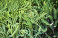 Green Carpet Juniper 1 Plant – Juniperus communis ‘Green Carpet’