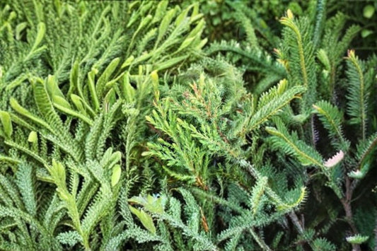 Green Carpet Juniper 1 Plant – Juniperus communis ‘Green Carpet’