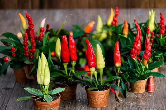 Live Tabasco Pepper Plant – 2 Plants in 1 Pot – Spicy Edible Pepper – Capsicum frutescens