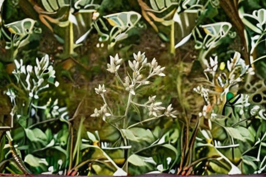 Sweet Everlasting Seeds Pseudognaphalium Obtusifolium Native White Wildflower Annual Garden Plant Meadow 500 Seeds