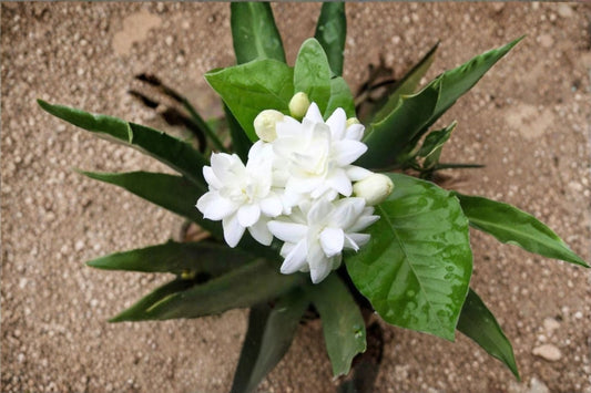 Arabian Jasmine Live Plant – 8–10" Tall – Jasminum sambac – Fragrant Flowering Plant