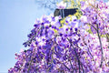 Lavender Wisteria Live Plant – Flowering Wisteria Vine Tree