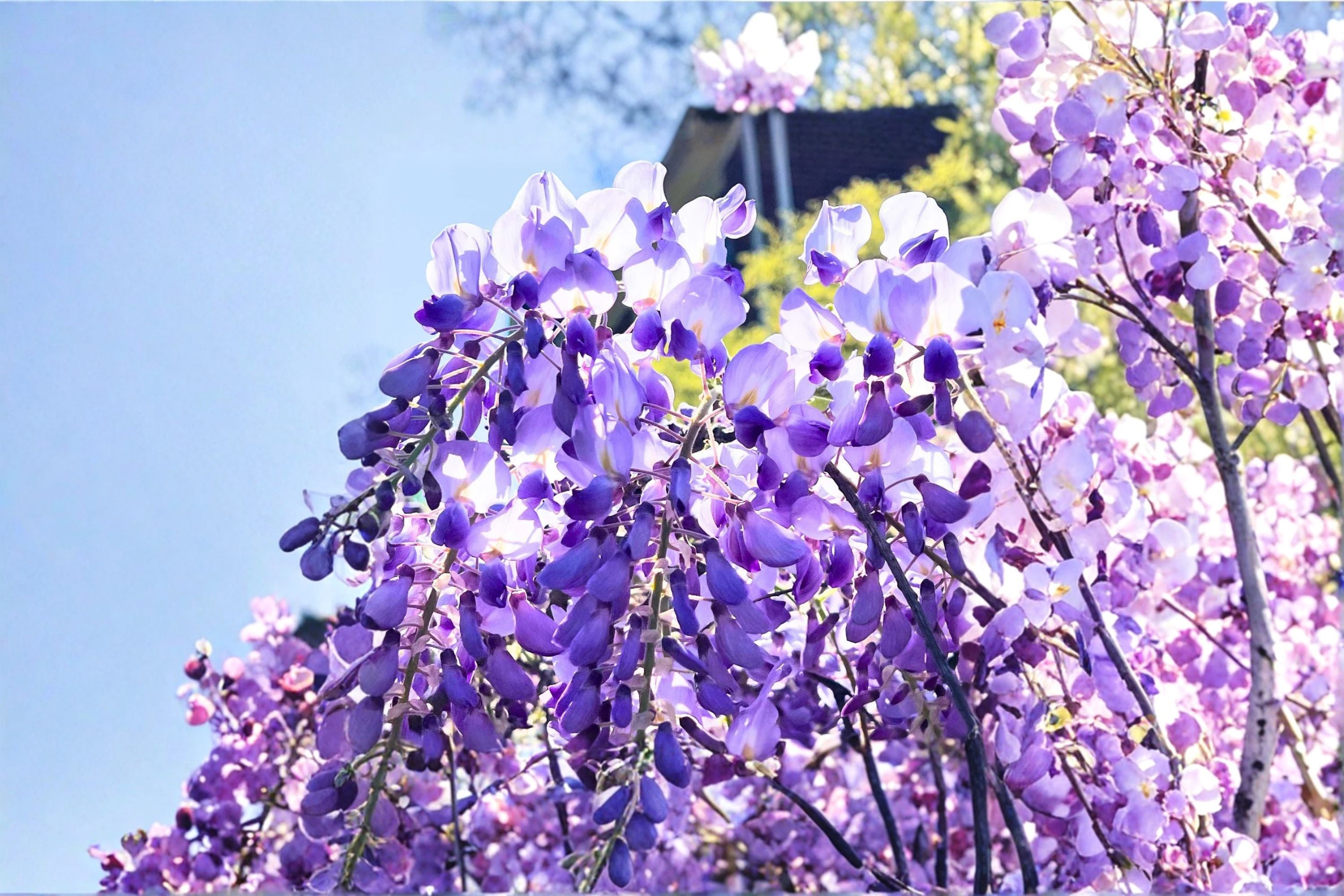 Lavender Wisteria Live Plant – Flowering Wisteria Vine Tree