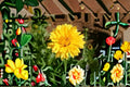 Calendula Seeds Pacific Beauty Dark Yellow Calendula Officinalis Bright Yellow Annual Flower Garden Plant Border 100 Seeds