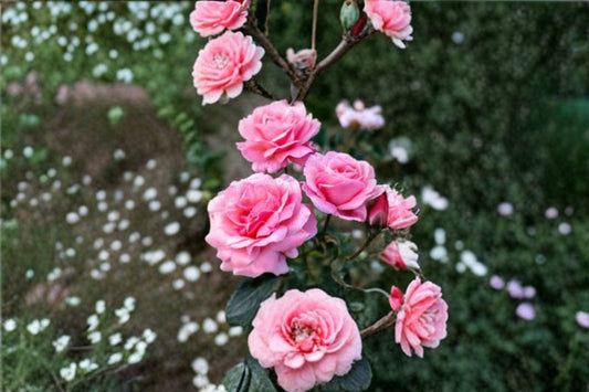 Queen Elizabeth Pink Rose Live Plant – Grandiflora Rose – Rosa