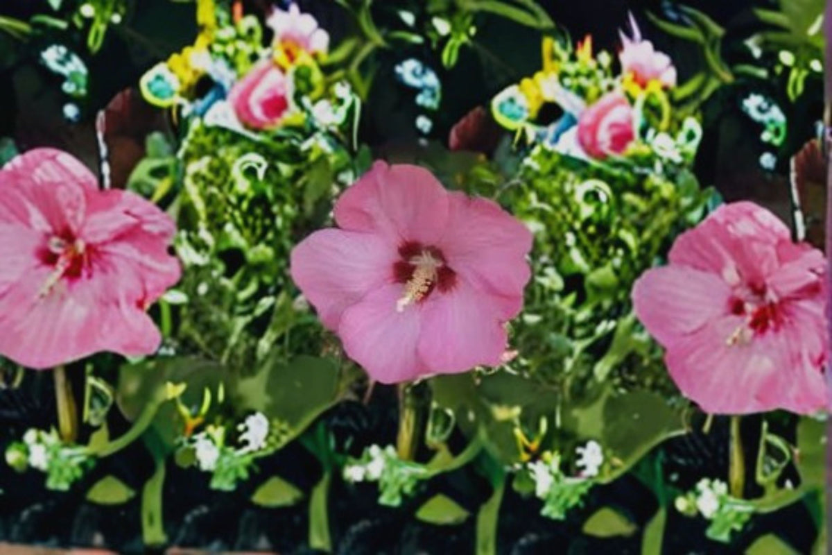 Aphrodite Rose of Sharon Live Plant – 1 Quart Pot – Hibiscus syriacus 'Aphrodite'