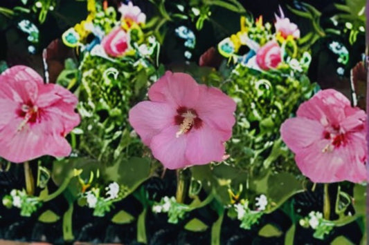Aphrodite Rose of Sharon Live Plant – 1 Quart Pot – Hibiscus syriacus 'Aphrodite'