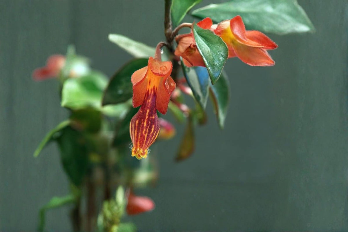 Nematanthus brasiliensis Live Cuttings | 3 Woody Gesneriad Cuttings | Yellow & Red Flowers | 4 Inch Cuttings | Tropical Plant Propagation