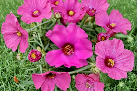 Samba Pink Portulaca 2 Live Plants – 4–6 Inches Tall, Rooted with Soil – Portulaca