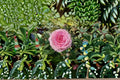 Mandela Rose Own Root Live Plant – Pink Cut Rose