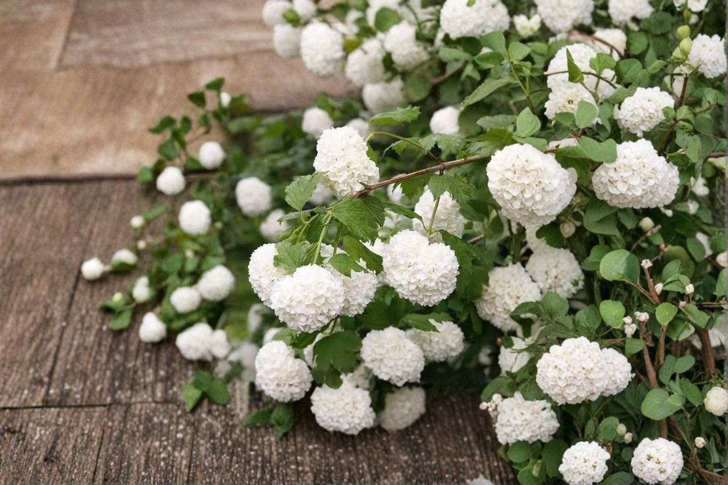 Old Fashion Snowball Viburnum Live Plant – 4" Pot – 6–12" Tall – White Flowering Shrub