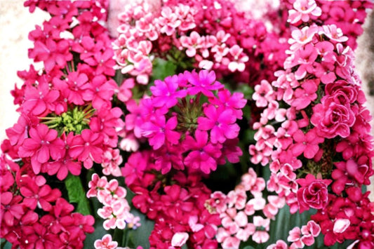St. Paul Pink Verbena Live Plants – 2 Pack – 4–6" Tall – Verbena canadensis Ground Cover