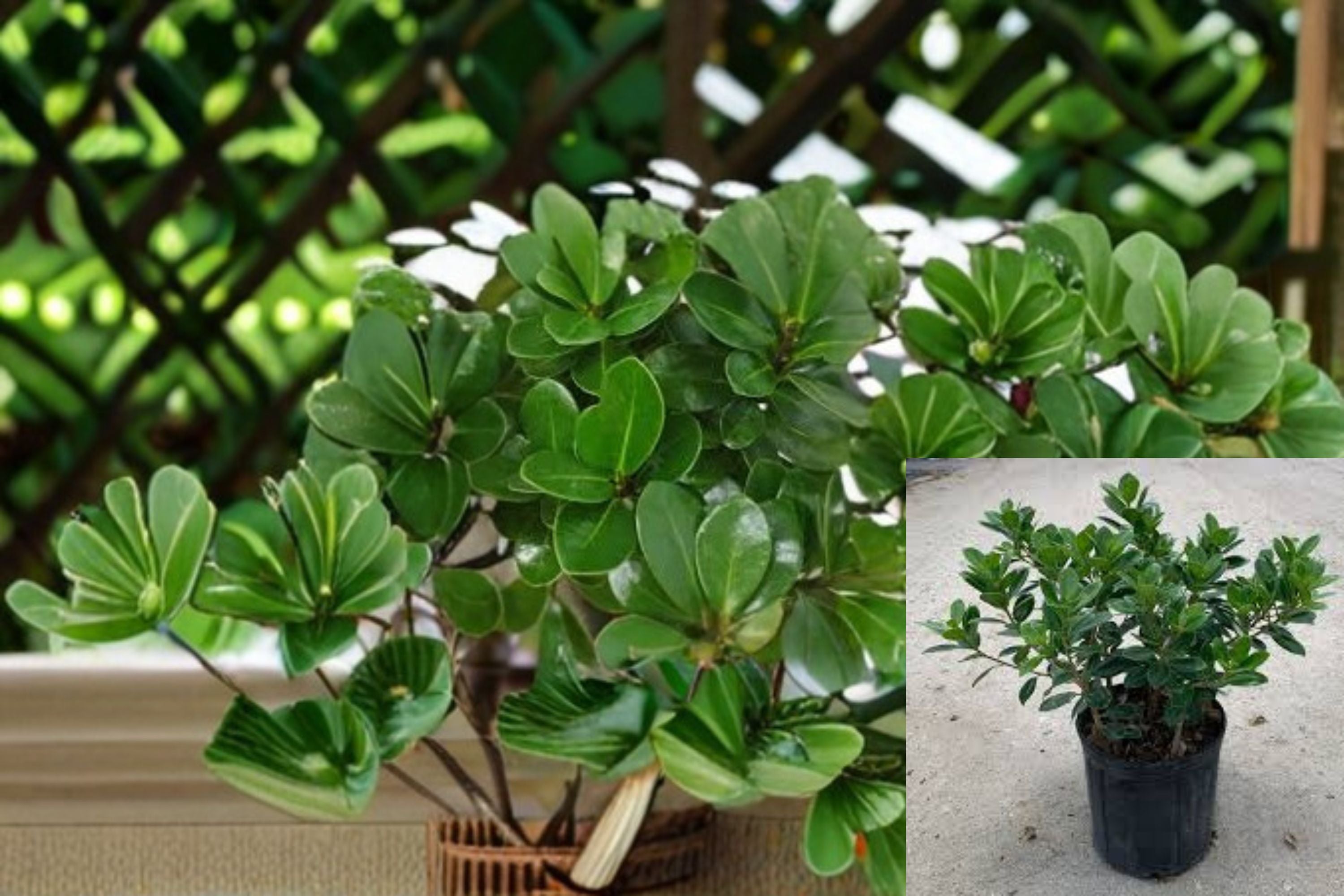 Indian Laurel Fig 1 Plant – Ficus microcarpa