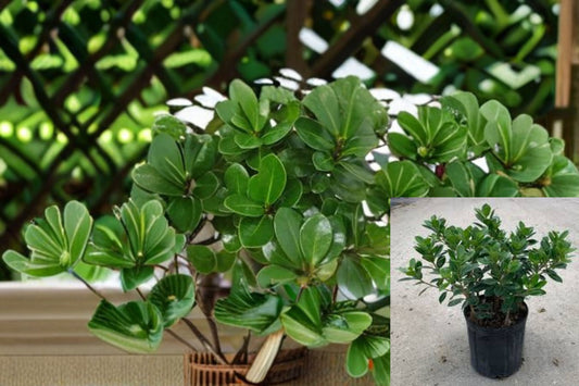Indian Laurel Fig 1 Plant – Ficus microcarpa