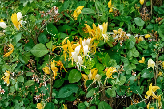 4 Hall's Honeysuckle Live Plants | Lonicera japonica | White & Yellow Flowers | Japanese Honeysuckle Vine | Flowering Climbing Vine