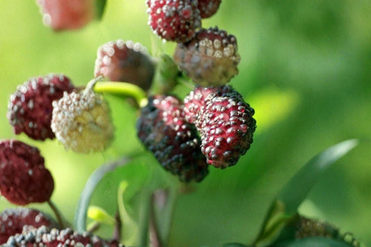Dwarf Everbearing Mulberry 3 Live Plants – 4–6" Tall – Morus spp.