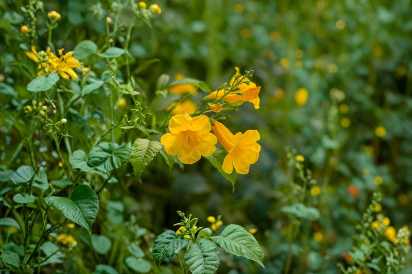 Yellow Bells Live Starter Plant – Tecoma stans – 5–10" Tall