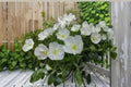 Pale Evening Primrose Seeds Oenothera pallida White Wildflower Seeds Perennial Garden Flower Planting 100 Seeds