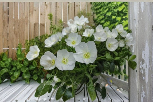 Pale Evening Primrose Seeds Oenothera pallida White Wildflower Seeds Perennial Garden Flower Planting 100 Seeds