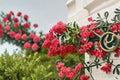 Tuscarora Crape Myrtle Live Plant – Hot Pink Flowering Tree