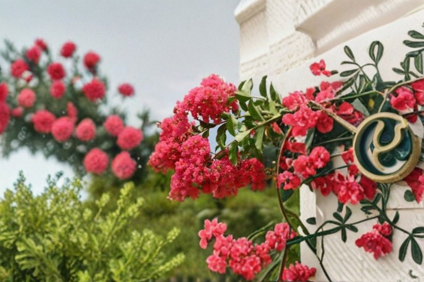 Tuscarora Crape Myrtle Live Plant – Hot Pink Flowering Tree