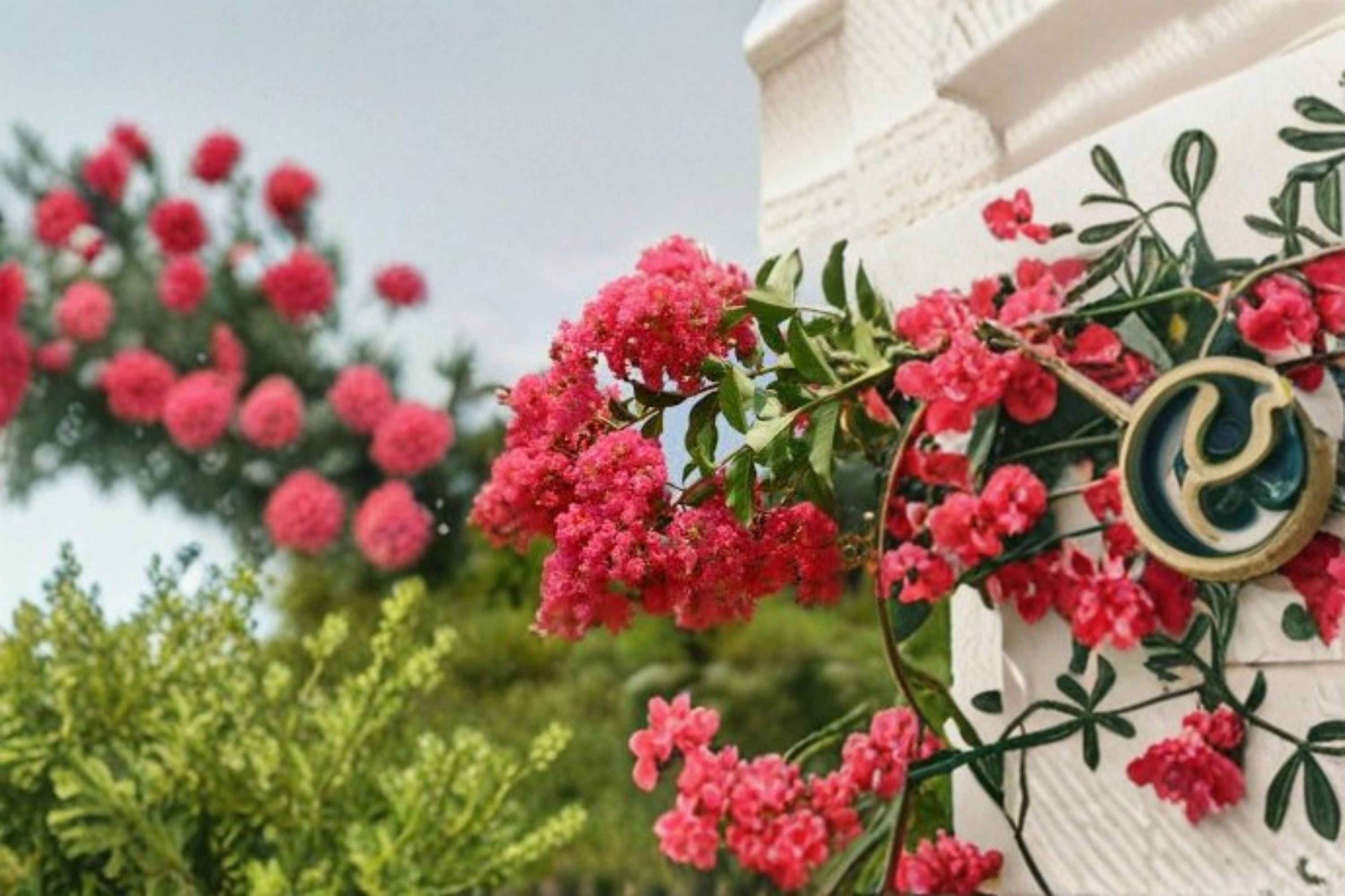 Tuscarora Crape Myrtle Live Plant – Hot Pink Flowering Tree