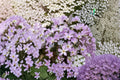 Mountain Phlox Seeds Linanthus Grandiflorus Blue Pink Annual Wildflower Garden Plant Meadow Border Blooms 100 Seeds